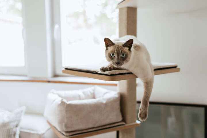 stylecats Kratzbaum Owen mit Sisal